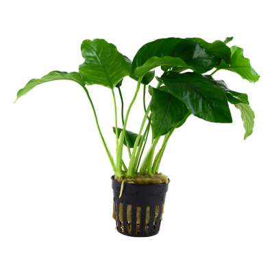 Planta verde com folhas largas em vaso preto de plástico com orifícios