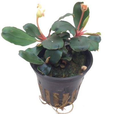 Planta verde em vaso plástico preto com raízes visíveis