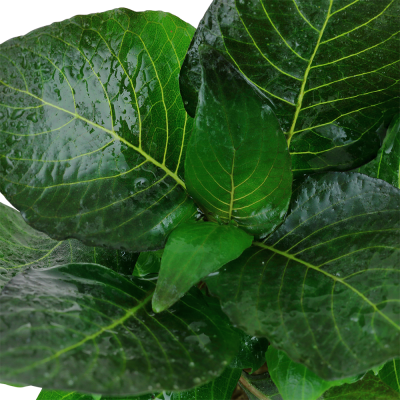 Folhas verdes grandes e brilhantes com nervuras amarelas