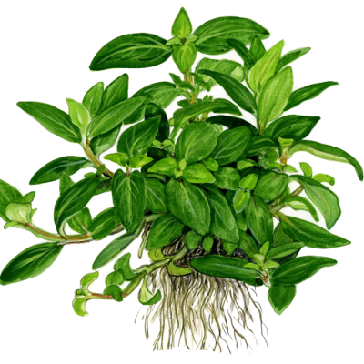 planta verde com raízes expostas sobre fundo branco