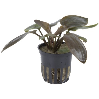 Planta aquática com folhas castanhas e verdes em vaso preto de plástico