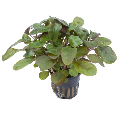 Planta verde em vaso de plástico preto com raízes visíveis