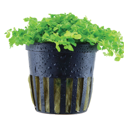 Vaso preto com planta verde e gotas de água