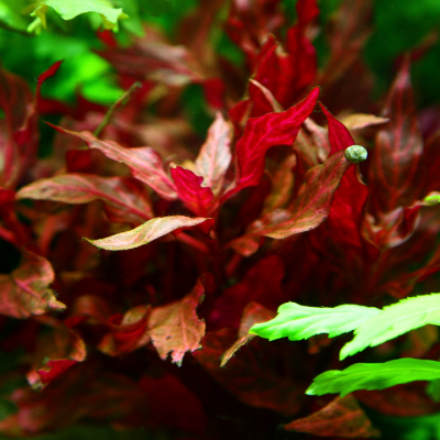 Planta aquática vermelha com plantas verdes ao redor