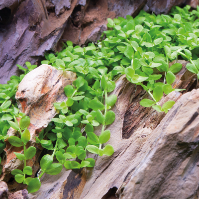 Planta verde com folhas pequenas crescendo entre casca de árvore