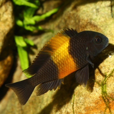 Peixe preto e laranja num aquário com pedras e plantas verdes