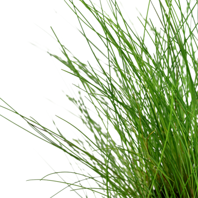 Planta ornamental com folhas finas e verdes sobre fundo branco