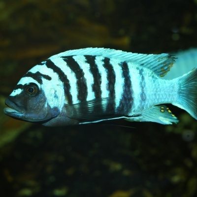 Peixe cíclido azul com riscas pretas numa paisagem aquática