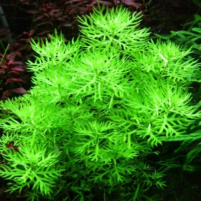 Plantas aquáticas verdes com folhas finas num aquário