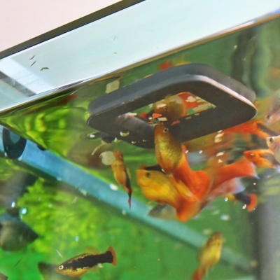 Aquário com peixes coloridos e dispositivo de filtro no topo