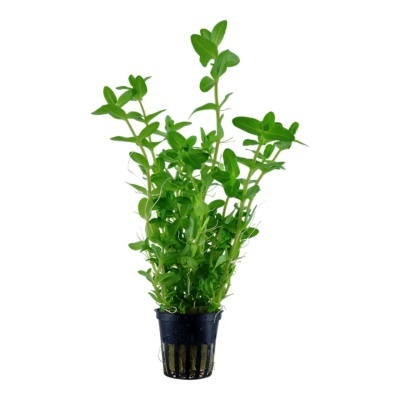 Planta verde em vaso preto pequeno sobre fundo branco