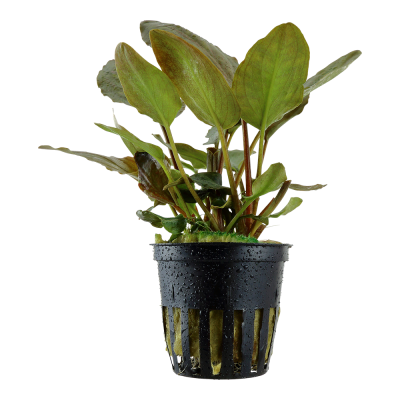 Planta aquática com folhas verdes em cesta preta de plástico com orifícios