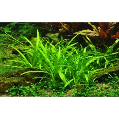 Plantas aquáticas verdes com folhas longas e finas em ambiente subaquático