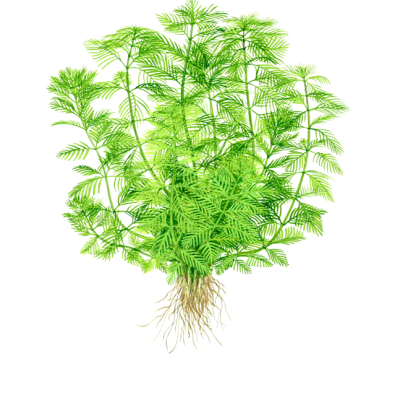 Planta aquática artificial verde com raízes expostas em fundo branco