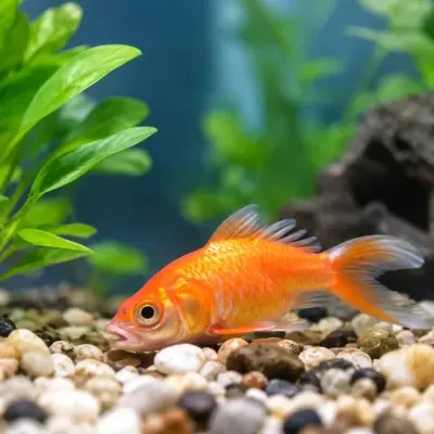 Peixe dourado laranja num aquário com seixos e plantas verdes