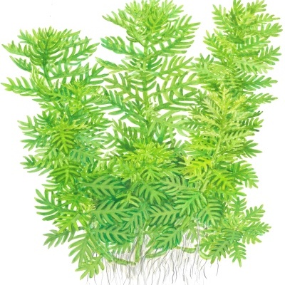 Ilustração de plantas aquáticas verdes com raízes visíveis