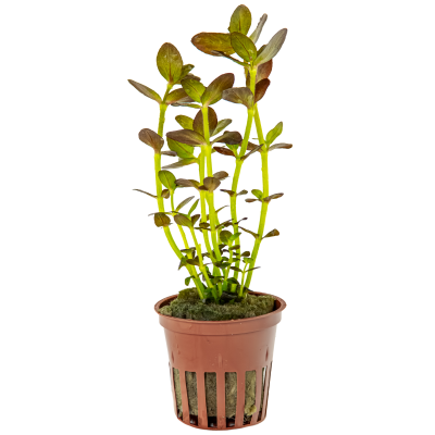 Planta aquática em vaso de plástico castanho com base perfurada