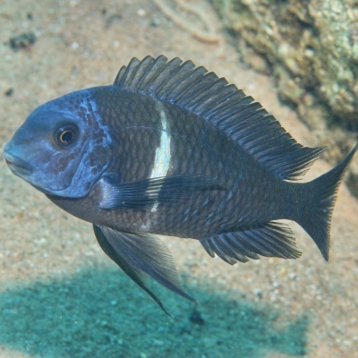 Peixe azul escuro com faixa branca em ambiente aquático com fundo de areia e rochas