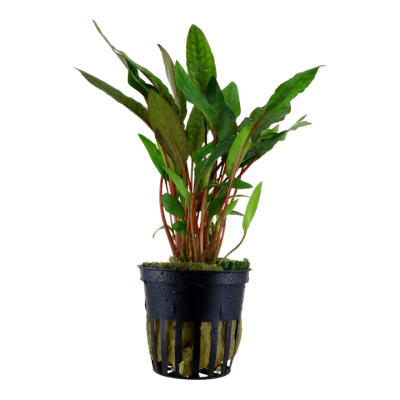 Planta aquática em vaso de plástico preto com folhas verdes e talos avermelhados