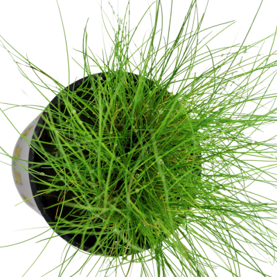 Planta verde com folhas finas em vaso preto visto de cima