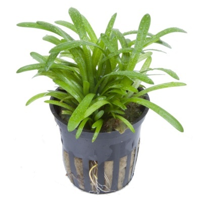 Planta com folhas verdes num vaso preto com raízes visíveis.