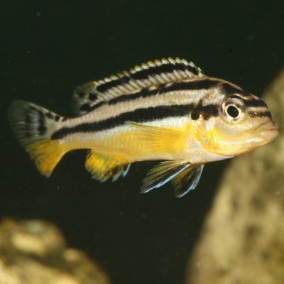 Peixe amarelo e preto listrado a nadar em água