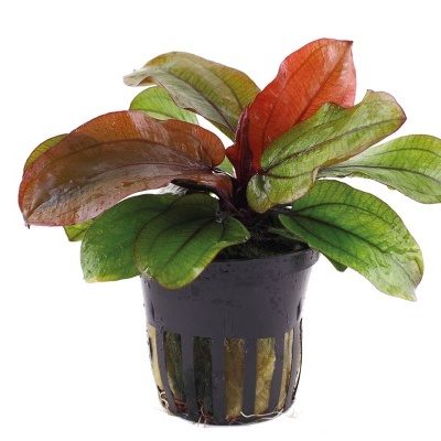 Planta aquática em vaso plástico preto com folhas verdes e vermelhas