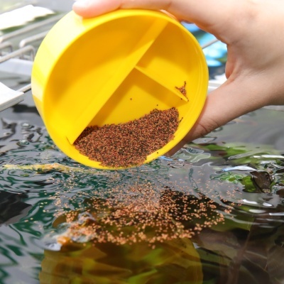 Alimento em grânulos castanhos sendo despejado na água de um aquário com recipiente amarelo.