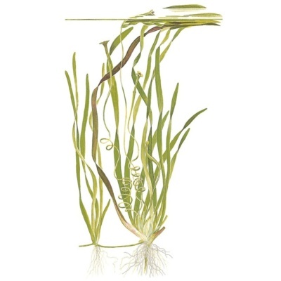 Ilustração botânica de plantas aquáticas com raízes e folhas verdes