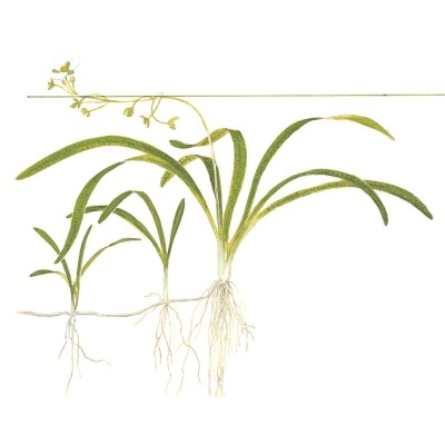 Ilustração botânica de plantas verdes com raízes e flores pequenas amarelas.