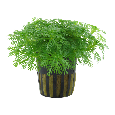 Planta verde com folhas finas em vaso preto com riscas bege.