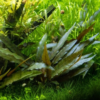 Plantas aquáticas verdes e amarelas em aquário com vegetação de folhas finas ao fundo