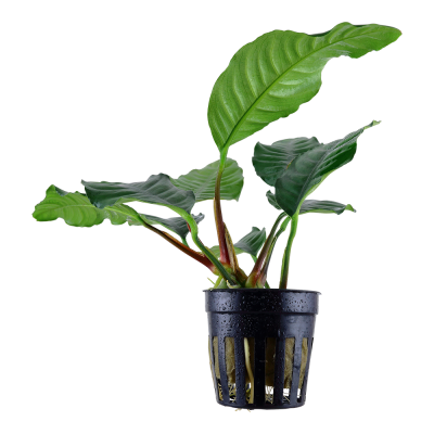 Planta verde em vaso preto perfurado para hidroponia