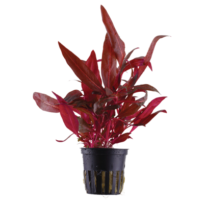 Planta aquática vermelha em vaso plástico preto