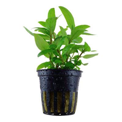 Planta verde em vaso plástico preto com gotas de água