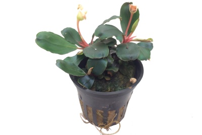 Planta verde em vaso plástico preto com raízes visíveis