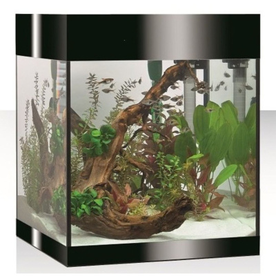 Aquário com plantas, tronco decorativo e peixes pequenos
