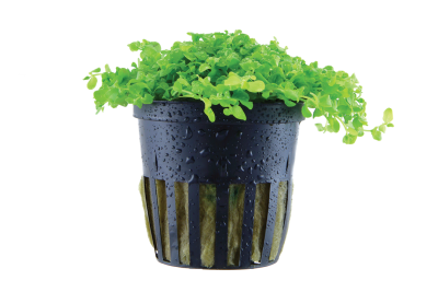 Vaso preto com planta verde e gotas de água