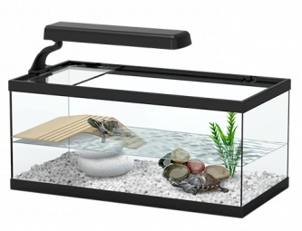 Aquário de vidro com tartaruga, cascalho branco, pedras, conchas e planta verde