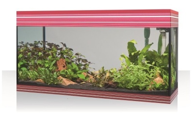 Aquário retangular com plantas e pedras decorativas