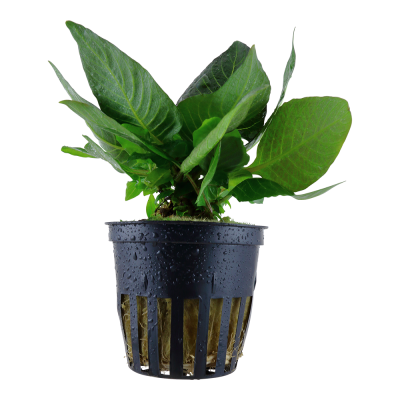 Planta em vaso preto com folhas verdes e gotas de água