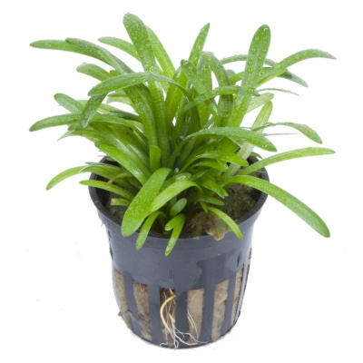 Planta com folhas verdes num vaso preto com raízes visíveis.