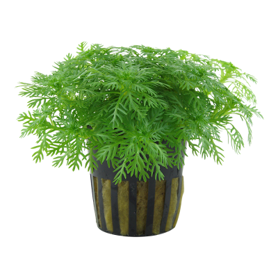 Planta verde com folhas finas em vaso preto com riscas bege.