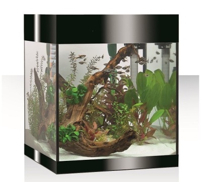 Aquário quadrado com plantas, tronco decorativo e peixes