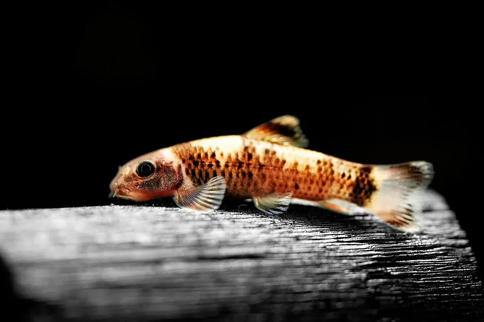 Peixe pequeno com corpo alongado em tons de laranja, preto e branco, com manchas pretas sobre madeira.