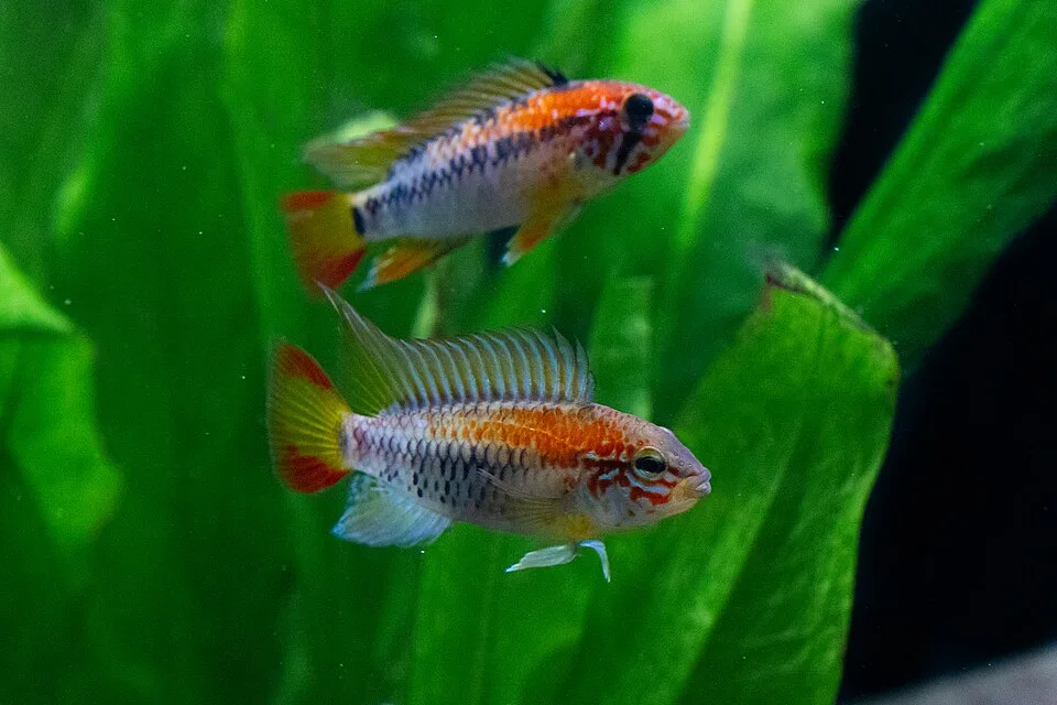 Dois peixes tropicais coloridos num aquário com plantas verdes