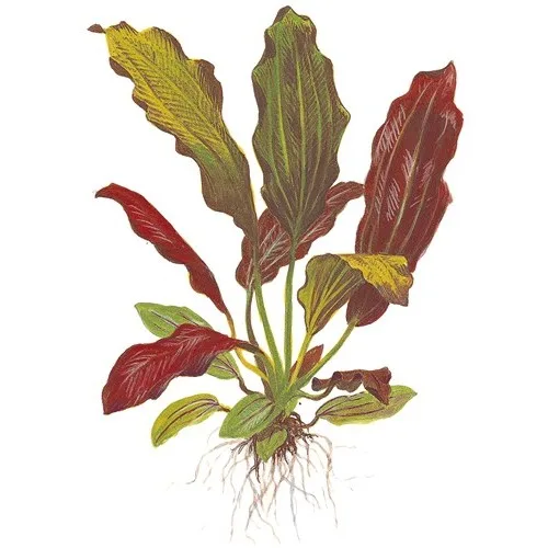 Ilustração botânica de planta com folhas verde e vermelho e raízes expostas