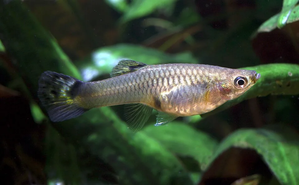 Peixe pequeno com corpo prateado em fundo aquático com plantas verdes