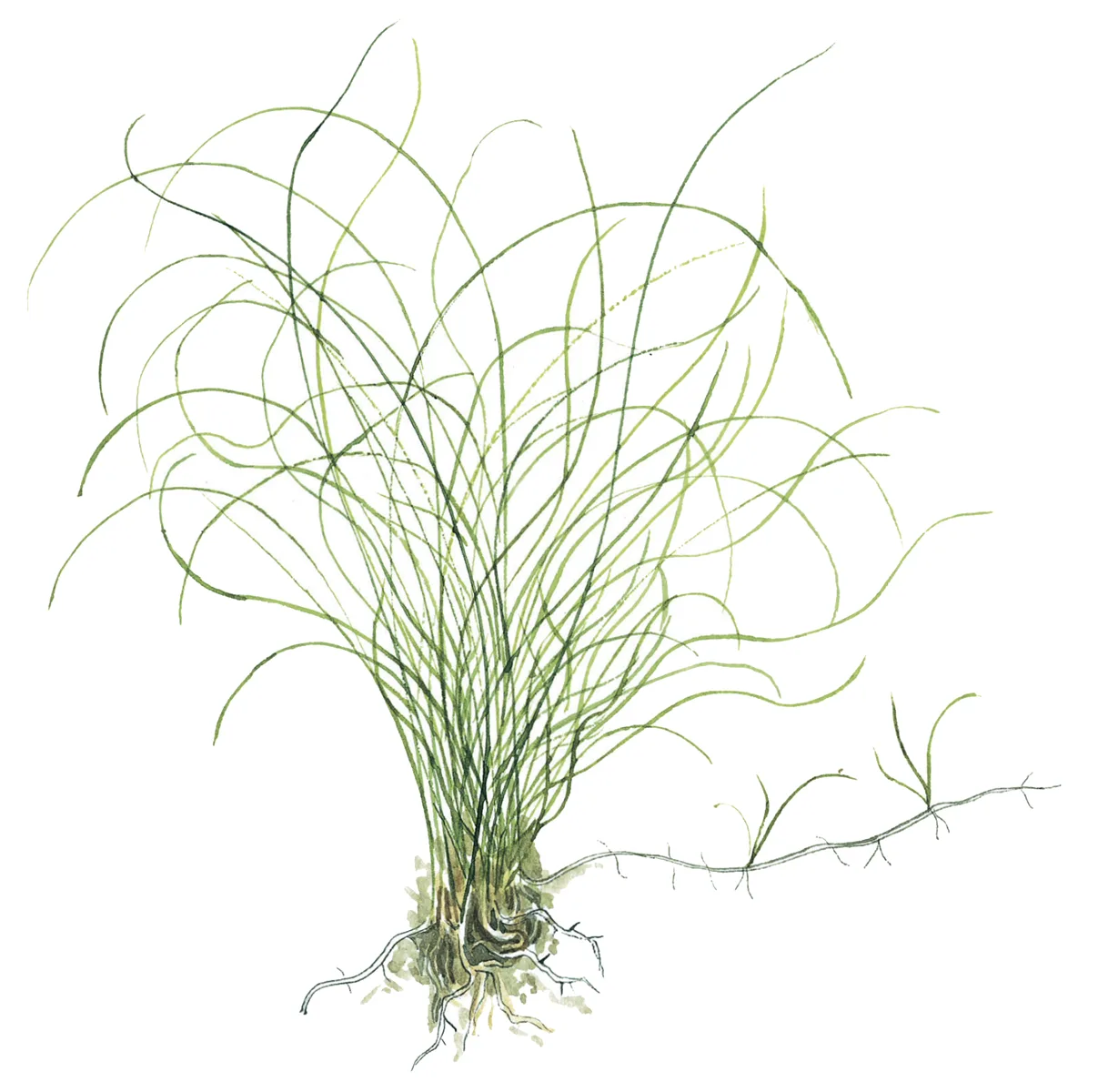 Planta com folhas finas verdes e raízes expostas