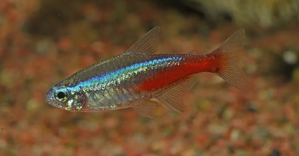 Peixe pequeno translúcido com faixa azul e linhas vermelhas